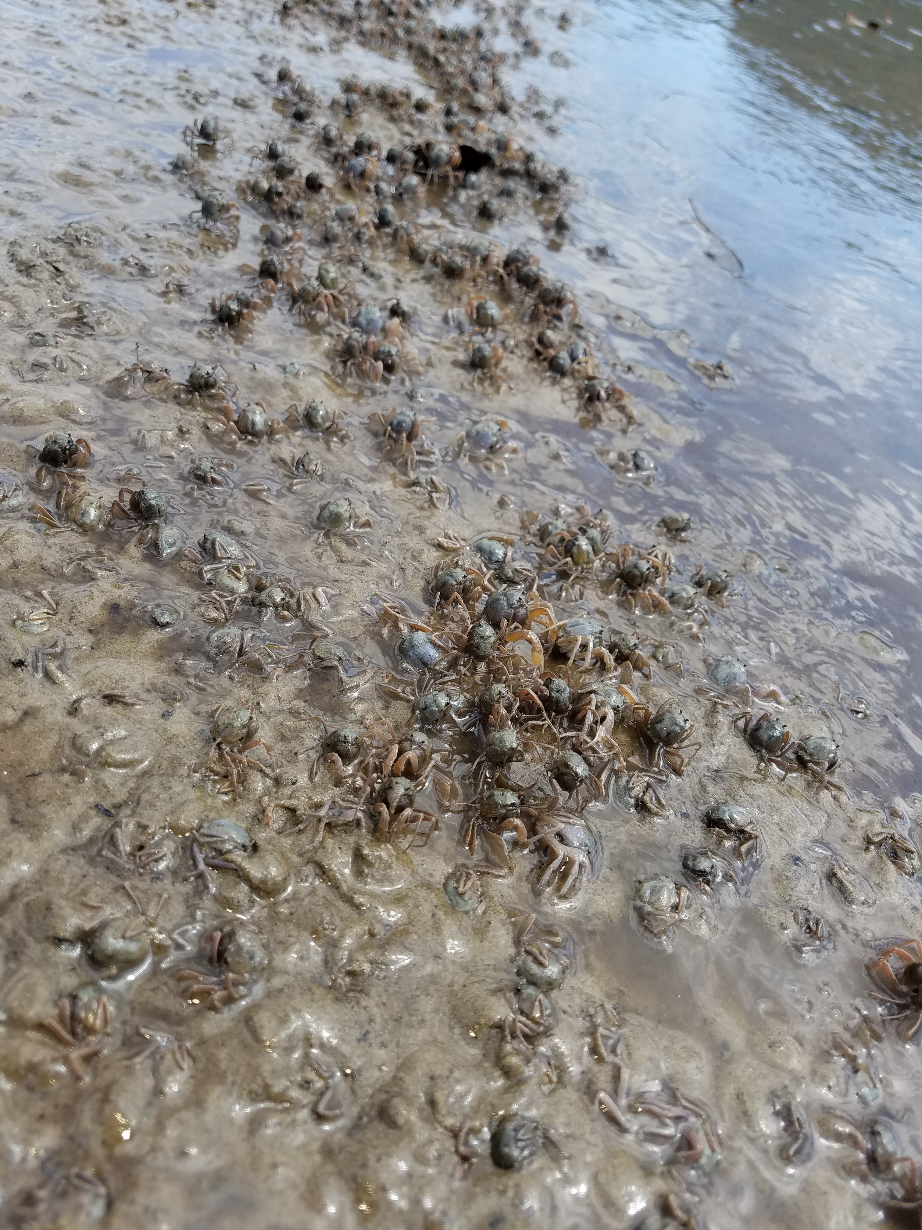 干潟の名物ミナミコメツキガニの群れ