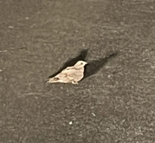 西表島の森にひっそりと生きる夜のハンター